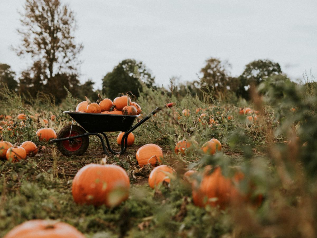 Seasonal Ag Color Palettes